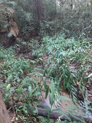 Hedychium coronarium