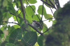 Ochthoeca rufipectoralis