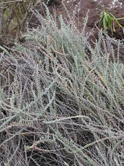 Bassia tomentosa