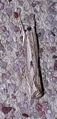 Agriphila geniculea