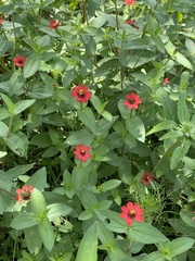 Zinnia peruviana
