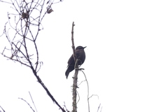 Myiotheretes fumigatus