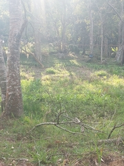 Hedychium coronarium