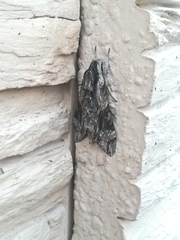Agrius convolvuli