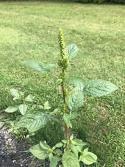 Amaranthus powellii