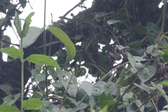 Mionectes striaticollis