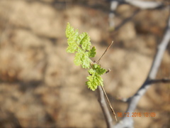 Bursera littoralis