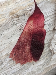 Chondracanthus exasperatus