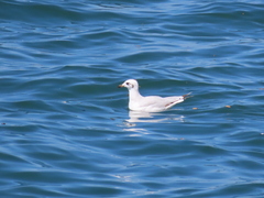 Ichthyaetus melanocephalus