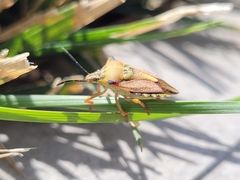 Carpocoris mediterraneus atlanticus