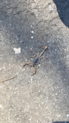 Paruroctonus silvestrii