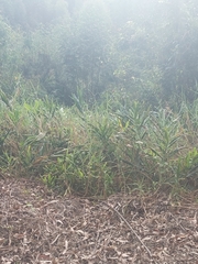 Hedychium coronarium