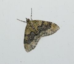 Acasis viretata