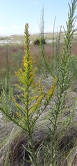 Solidago mexicana
