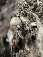 Simocybe