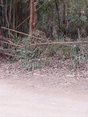 Hedychium coronarium