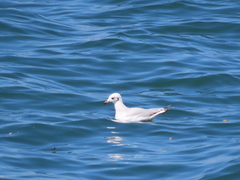 Ichthyaetus melanocephalus