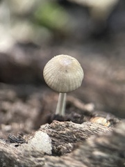 Simocybe