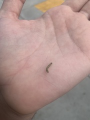 Phryganidia californica