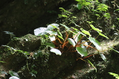 Begonia pulcherrima