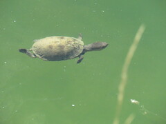 Kinosternon integrum