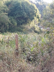 Hedychium coronarium
