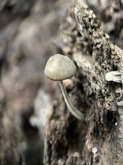 Simocybe
