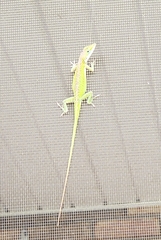 Anolis carolinensis