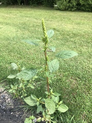 Amaranthus powellii