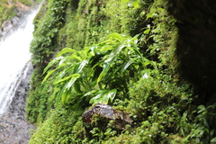 Scadoxus multiflorus