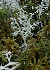 Cladonia rangiferina