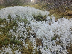 Cladonia rangiferina