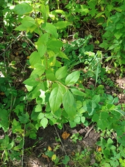 Lonicera tatarica