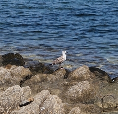 Laridae