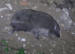 Erinaceus roumanicus