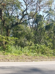 Hedychium coronarium