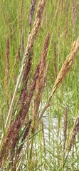 Poaceae