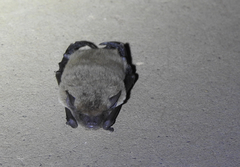 Vespertilionidae
