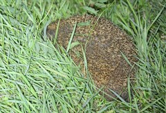 Erinaceus roumanicus