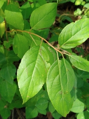 Lonicera tatarica