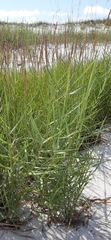 Poaceae