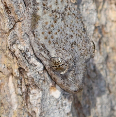 Hemidactylus mercatorius