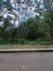 Hedychium coronarium