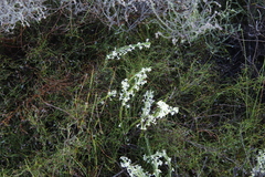 Struthiola