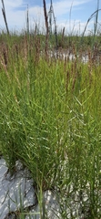 Poaceae