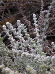 Bassia tomentosa