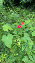 Ipomoea quamoclit