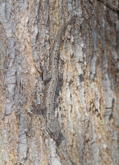 Hemidactylus mercatorius