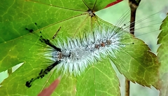 Dasychira meridionalis