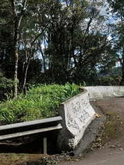 Hedychium coronarium